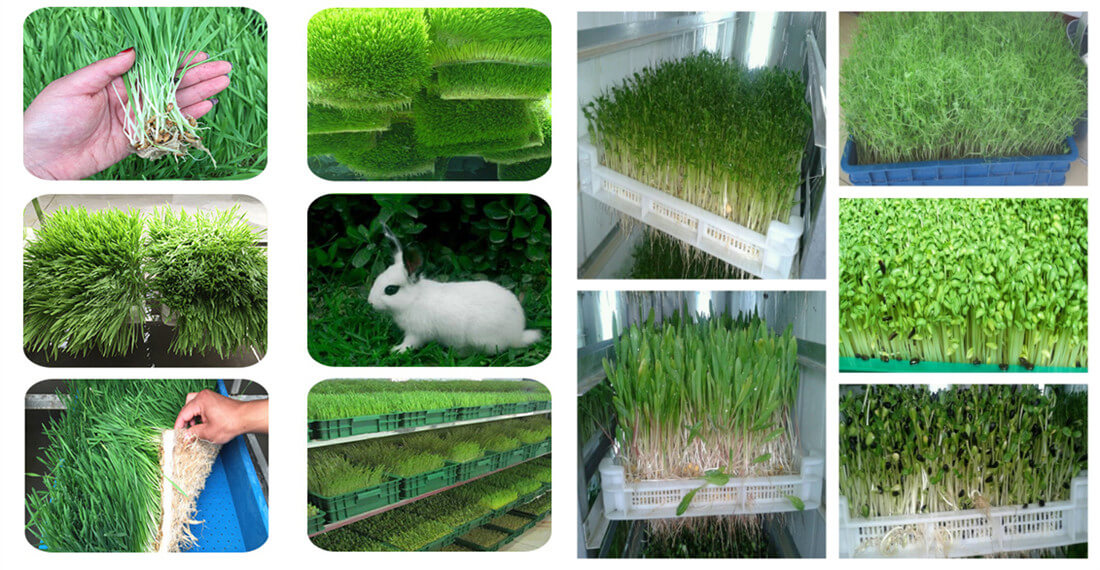 animal feed hydroponics production system application