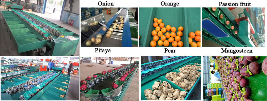 fruit sorting machine application